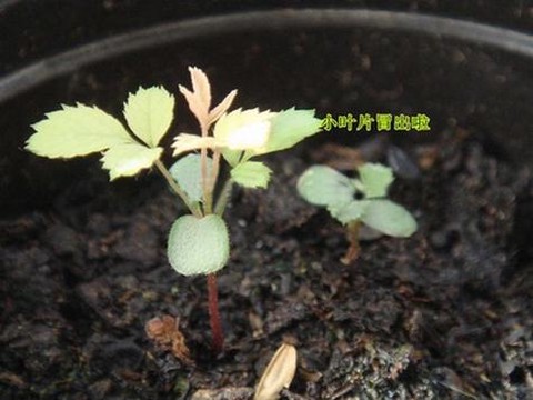 龙之谷怎么种玫瑰花